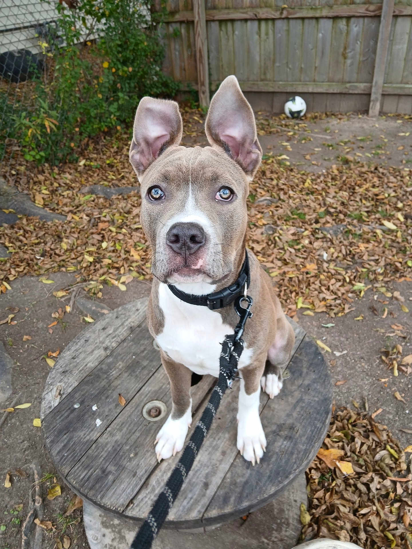 Ali is registered to the contest to win money with this photo: dog, puppy, leash, collar, wooden_spool, fence, fallen_leaves, soccer_ball, backyard, ears_up, attentive, sitting, brown_coat, white_chest, portrait, pet, outdoor, autumn, dirt_ground, chain_link_fence