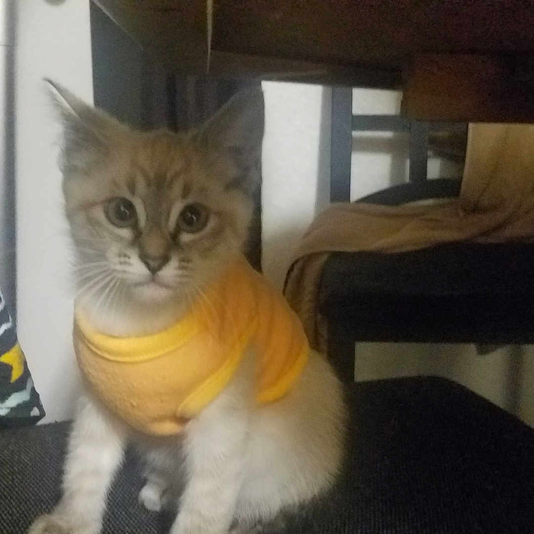 Charlie is registered to the contest to win money with this photo: cat, chair, cozy, curious, cute, domestic, feline, fur, furniture, indoor, kitten, patterned_fabric, pet, sitting, small, soft_light, table, whiskers, yellow_shirt, young_animal