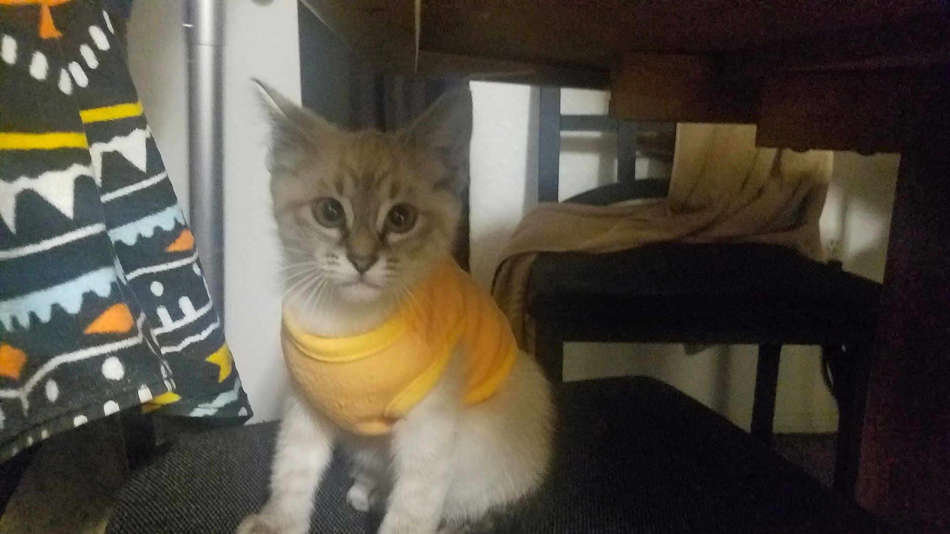 Charlie is registered to the contest to win money with this photo: kitten, cat, yellow_shirt, indoor, chair, table, curious, pet, feline, patterned_fabric, cozy, sitting, young_animal, domestic, cute, whiskers, furniture, soft_light, small, fur