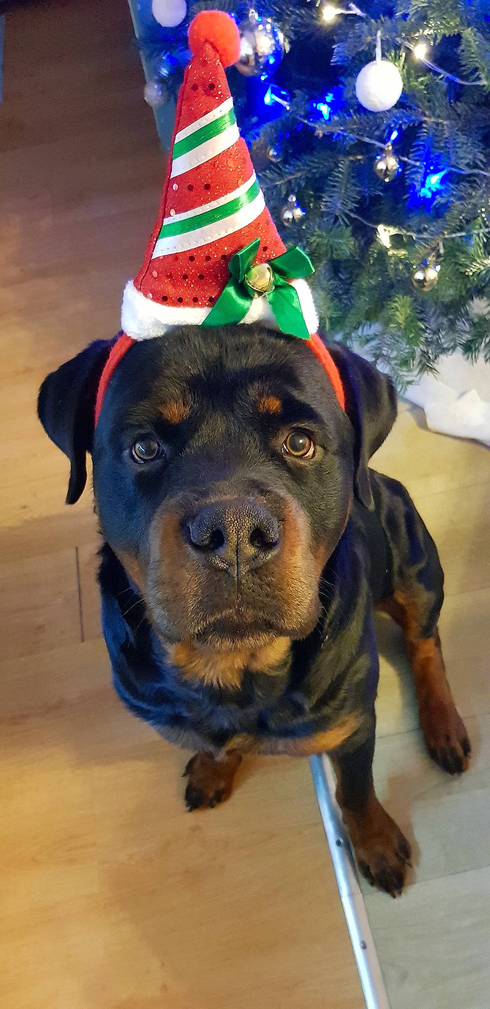 Boomer a rejoint le concours — aidez-le/la à gagner de superbes lots ! canidae, carnivore, companion_dog, dog, dog_breed, fawn, hat, mammal, molosser, party_hat, rare_breed_dog, rottweiler, snout, sporting_group, vertebrate, working_dog