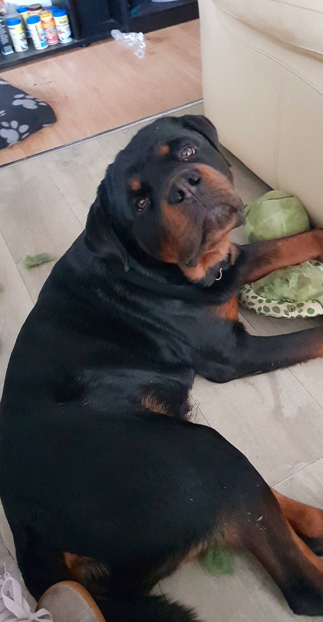 Boomer participe au concours pour gagner de l'argent avec cette photo : canidae, carnivore, companion_dog, dog, dog_breed, guard_dog, rottweiler, snout, sporting_group