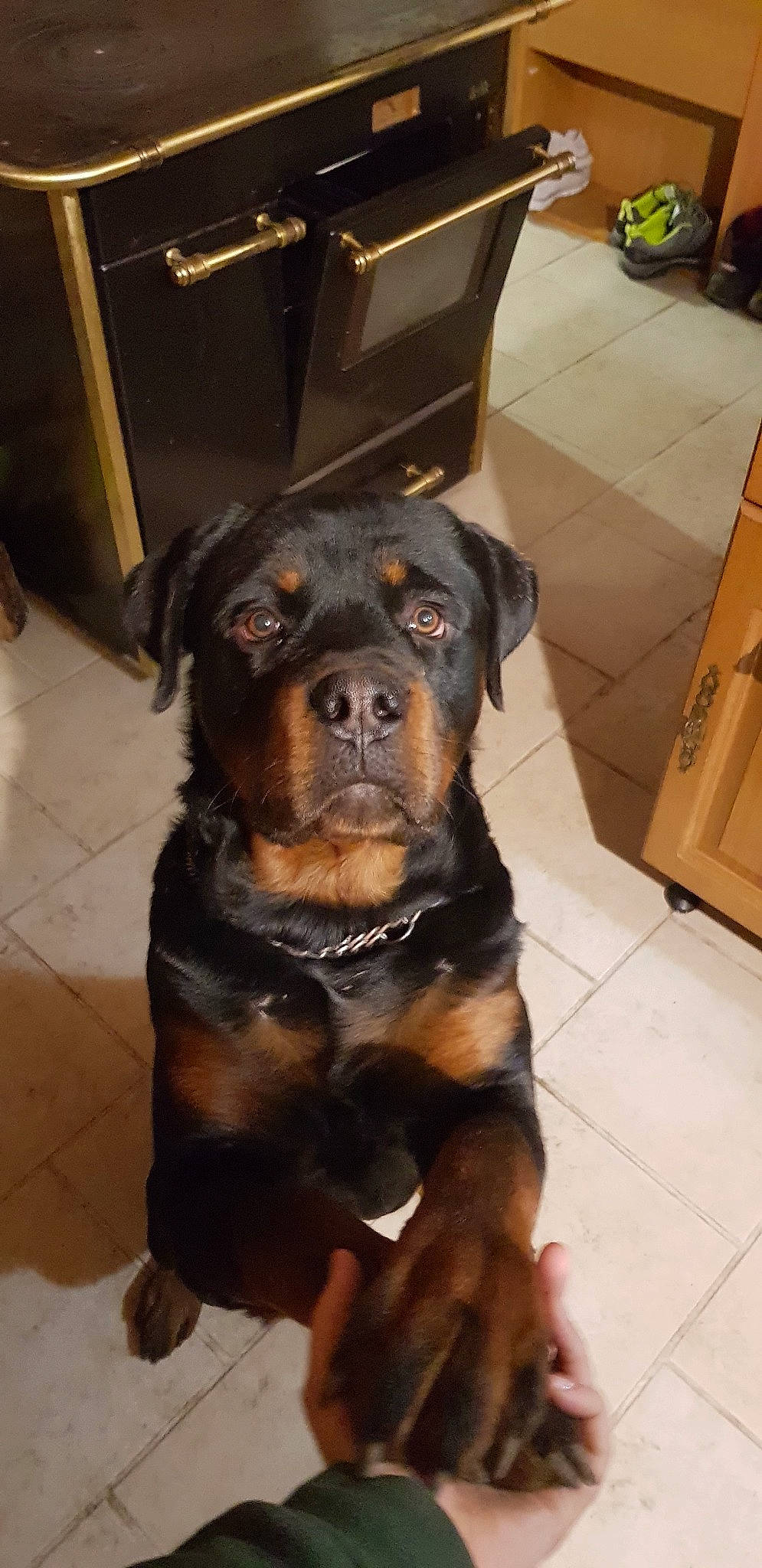 Boomer a rejoint le concours — aidez-le/la à gagner de superbes lots ! canidae, carlin_pinscher, carnivore, companion_dog, dog, dog_breed, fawn, mammal, molosser, rottweiler, snout, sporting_group, vertebrate, working_dog