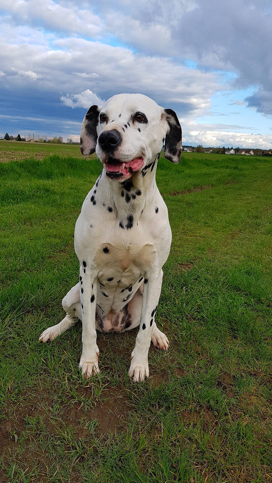 Gena a rejoint le concours — aidez-le/la à gagner de superbes lots ! canidae, carnivore, dalmatian, dog, dog_breed, grass, mammal, non_sporting_group, pointer, snout, sporting_group, vertebrate