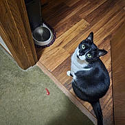 Piper is registered to the contest to win money with this photo: cat, black_and_white, green_eyes, wooden_floor, carpet, pet_bowl, toy, indoor, curious, sitting, looking_up, feline, domestic_animal, fur, whiskers, tail, corner, household, flooring, pet