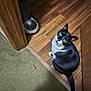 cat, black_and_white, green_eyes, wooden_floor, carpet, pet_bowl, toy, indoor, curious, sitting, looking_up, feline, domestic_animal, fur, whiskers, tail, corner, household, flooring, pet