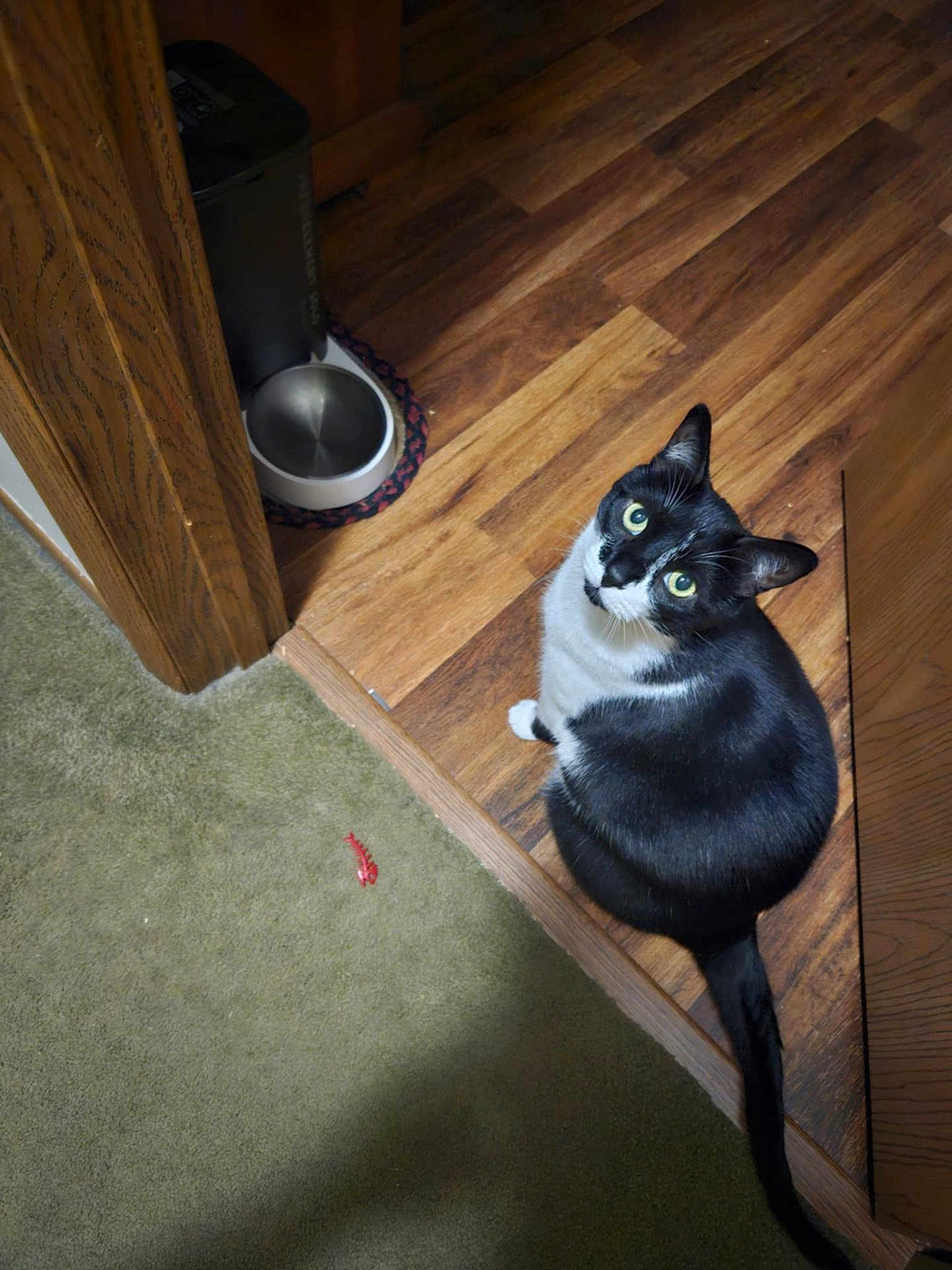 Piper