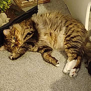 Thunder is registered to the contest to win money with this photo: cat, tabby, feline, pet, carpet, indoor, relaxed, lounging, fur, whiskers, paws, mirror, reflection, wooden_sign, plant, home, cozy, animal, resting, cute