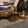 Thunder joined the competition — help win amazing prizes! cat, tabby, fluffy, carpet, cardboard, books, stack, terrarium, plants, indoor, pet, feline, curious, lounging, home, cozy, animal, mammal, resting, living_room