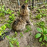 Thunder is registered to the contest to win money with this photo: cat, tabby_cat, outdoor, grass, plants, dirt, fence, fluffy, animal, pet, nature, greenery, tail, sitting, back_view, curious, daylight, wildlife, ground, mammal