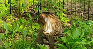 Thunder is registered to the contest to win money with this photo: cat, tabby_cat, outdoor, garden, plants, greenery, fence, sunlight, fur, animal, nature, curious, sitting, grass, leaf, bush, daylight, pet, mammal, wildlife