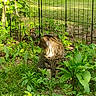 cat, tabby_cat, outdoor, garden, plants, greenery, fence, sunlight, fur, animal, nature, curious, sitting, grass, leaf, bush, daylight, pet, mammal, wildlife