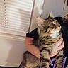 kitten, tabby, cat, pet, animal, furry, cute, indoor, person, holding, hand, curious, window, blinds, shirt, colorful, fur, whiskers, ears, face