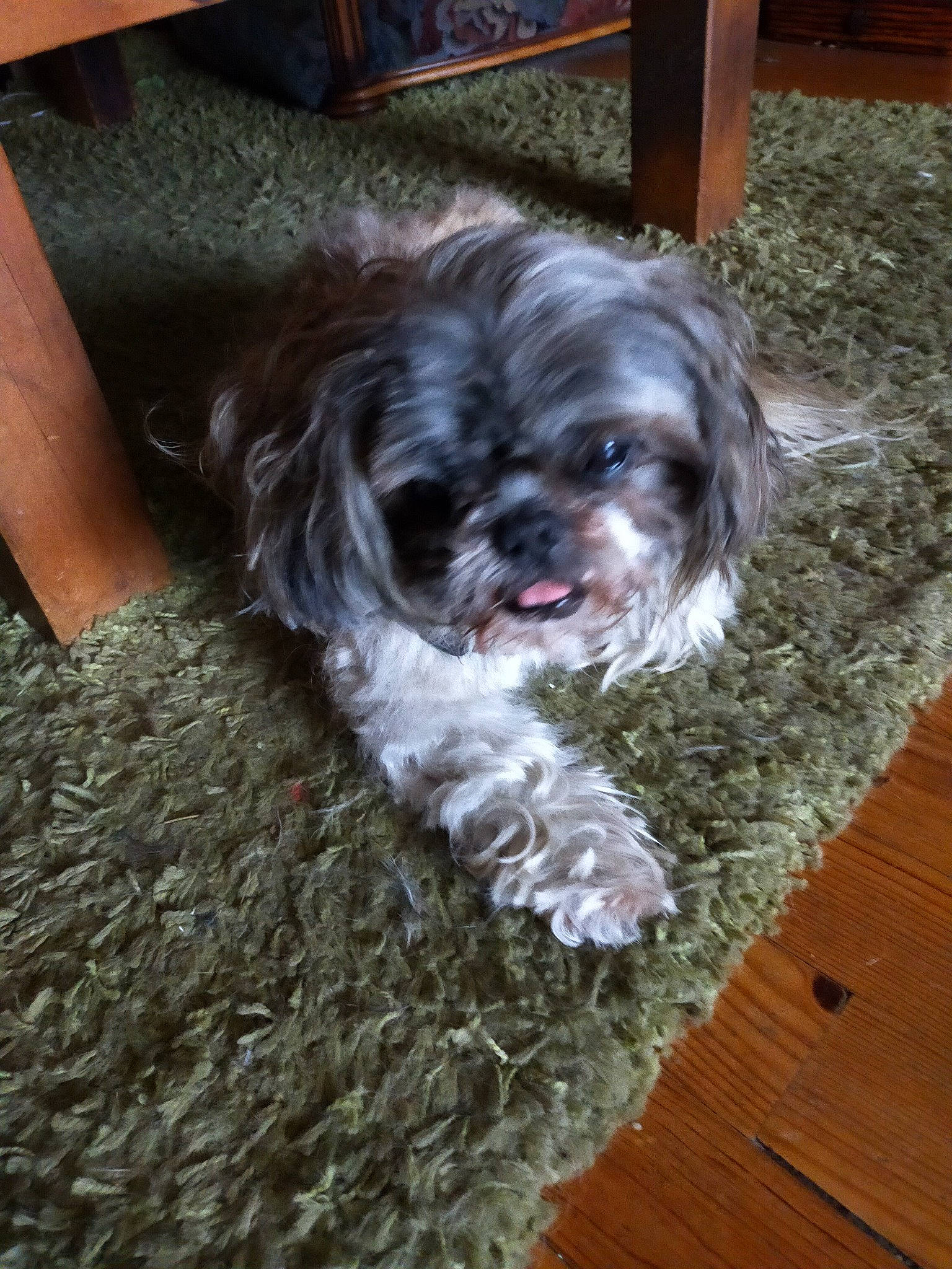 Kiwi a rejoint le concours — aidez-le/la à gagner de superbes lots ! canidae, carnivore, companion_dog, dog, dog_breed, fur, hardwood, liver, maltepoo, plank, shih_poo, shih_tzu, small_terrier, snout, sporting_group, terrier, toy_dog, whiskers, wood, working_animal