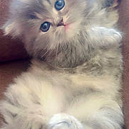 Fluffy joined the competition — help win amazing prizes! kitten, cat, fluffy, gray, blue_eyes, pet, animal, cute, furry, small, young, resting, indoors, closeup, soft, whiskers, paws, relaxed, cozy, adorable