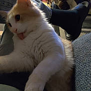Sir Cornbread joined the competition — help win amazing prizes! cat, kitten, white_cat, orange_patches, fluffy, long_hair, tongue_out, head_tilt, close_up, pet, animal, couch, indoor, home, cozy, dim_lighting, portrait, sitting, relaxed, funny_expression