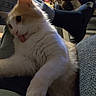 cat, kitten, white_cat, orange_patches, fluffy, long_hair, tongue_out, head_tilt, close_up, pet, animal, couch, indoor, home, cozy, dim_lighting, portrait, sitting, relaxed, funny_expression