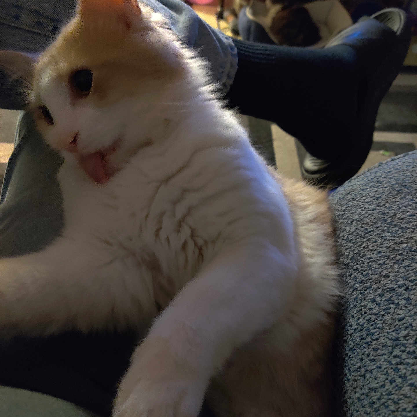 Sir Cornbread