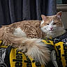 cat, orange_cat, white_cat, fluffy, long_hair, pet, animal, sleepy, relaxed, lying_down, portrait, face, whiskers, ears, tail, blanket, indoors, home, curtain, cozy