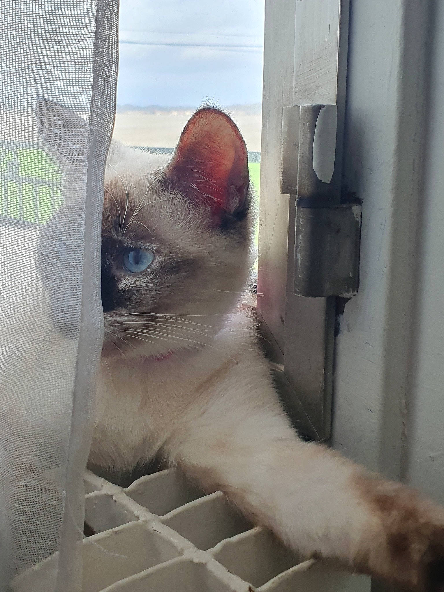 Queenie participe au concours pour gagner de l'argent avec cette photo : asian, balinese, birman, carnivore, cat, colorpoint_shorthair, eye, fawn, felidae, kitten, mammal, ojos_azules, ragdoll, siamese, small_to_medium_sized_cats, snout, thai, tonkinese, vertebrate, whiskers