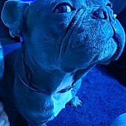 Drako is registered to the contest to win money with this photo: animal, blue_light, canine, carpet, close_up, collar, companion, cute, dog, domestic, ears, french_bulldog, fur, indoor, looking_up, mammal, paw, pet, portrait, snout