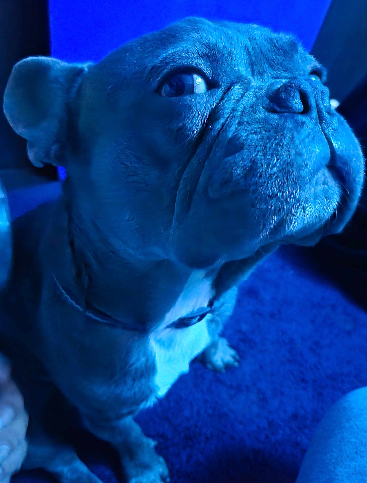 Drako
