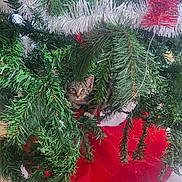 Flocon participe au concours pour gagner de l'argent avec cette photo : kitten, cat, christmas_tree, greenery, tinsel, holiday, festive, red_tree_skirt, branches, indoor, curious, decorations, pine_needles, pet, animal, cute, small, fur, eyes, playful