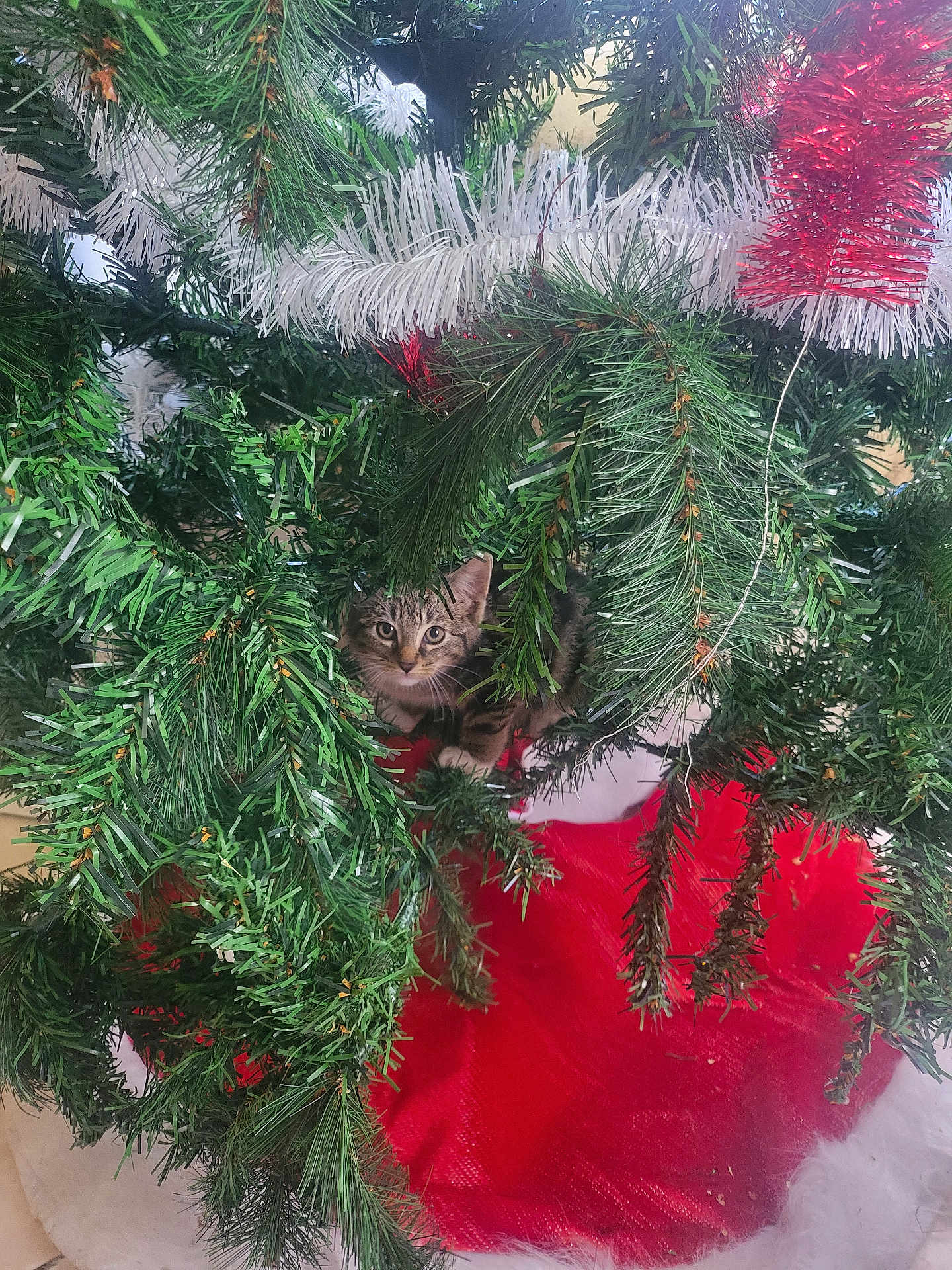 Flocon participe au concours pour gagner de l'argent avec cette photo : kitten, cat, christmas_tree, greenery, tinsel, holiday, festive, red_tree_skirt, branches, indoor, curious, decorations, pine_needles, pet, animal, cute, small, fur, eyes, playful