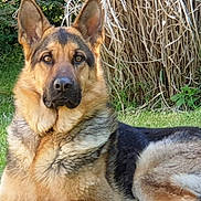 Pogo participe au concours pour gagner de l'argent avec cette photo : german_shepherd, dog, canine, pet, animal, outdoor, grass, ears_up, alert, fur, brown, black, lying_down, nature, garden, portrait, muzzle, watchful, domestic_animal, daylight