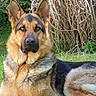 german_shepherd, dog, canine, pet, animal, outdoor, grass, ears_up, alert, fur, brown, black, lying_down, nature, garden, portrait, muzzle, watchful, domestic_animal, daylight