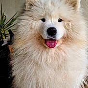 Tahia participe au concours pour gagner de l'argent avec cette photo : dog, samoyed, fluffy, white, tongue_out, pet, animal, smiling, indoors, wooden_floor, plant, cute, furry, portrait, sitting, happy, canine, friendly, domestic_animal, companion