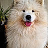 dog, samoyed, fluffy, white, tongue_out, pet, animal, smiling, indoors, wooden_floor, plant, cute, furry, portrait, sitting, happy, canine, friendly, domestic_animal, companion