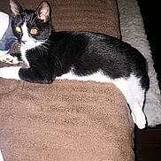 Boz is registered to the contest to win money with this photo: animal, black_and_white, brown, cat, couch, ears, eyes, feline, flash_photography, fur, home, indoors, lounging, lying_down, paws, pet, portrait, relaxed, tuxedo_cat, whiskers