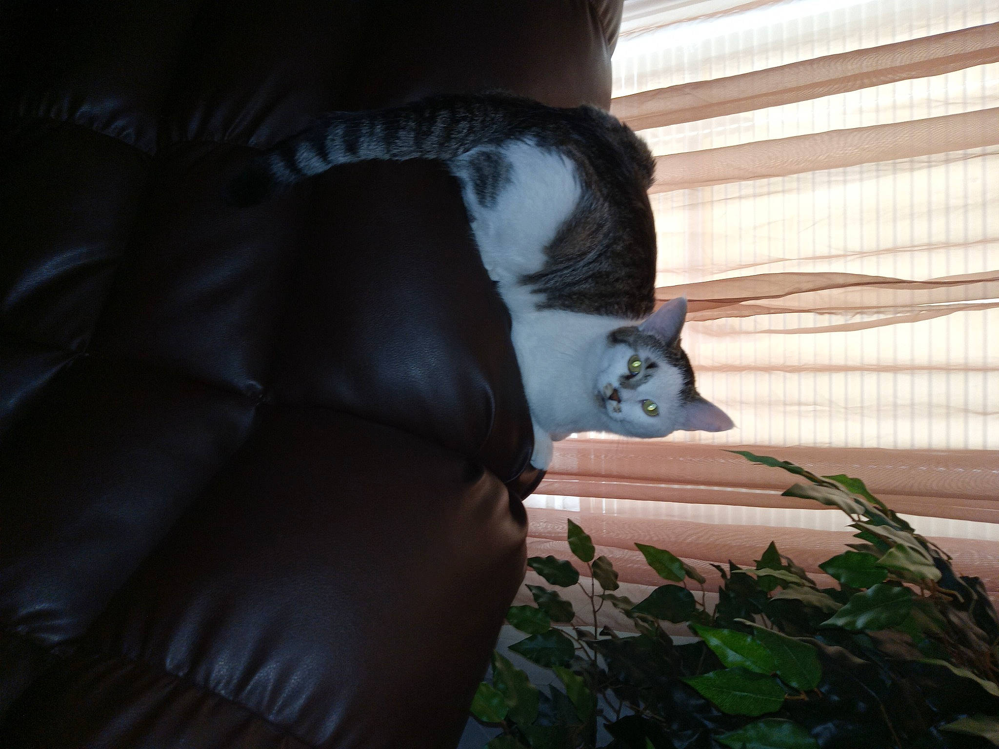 Ziggy