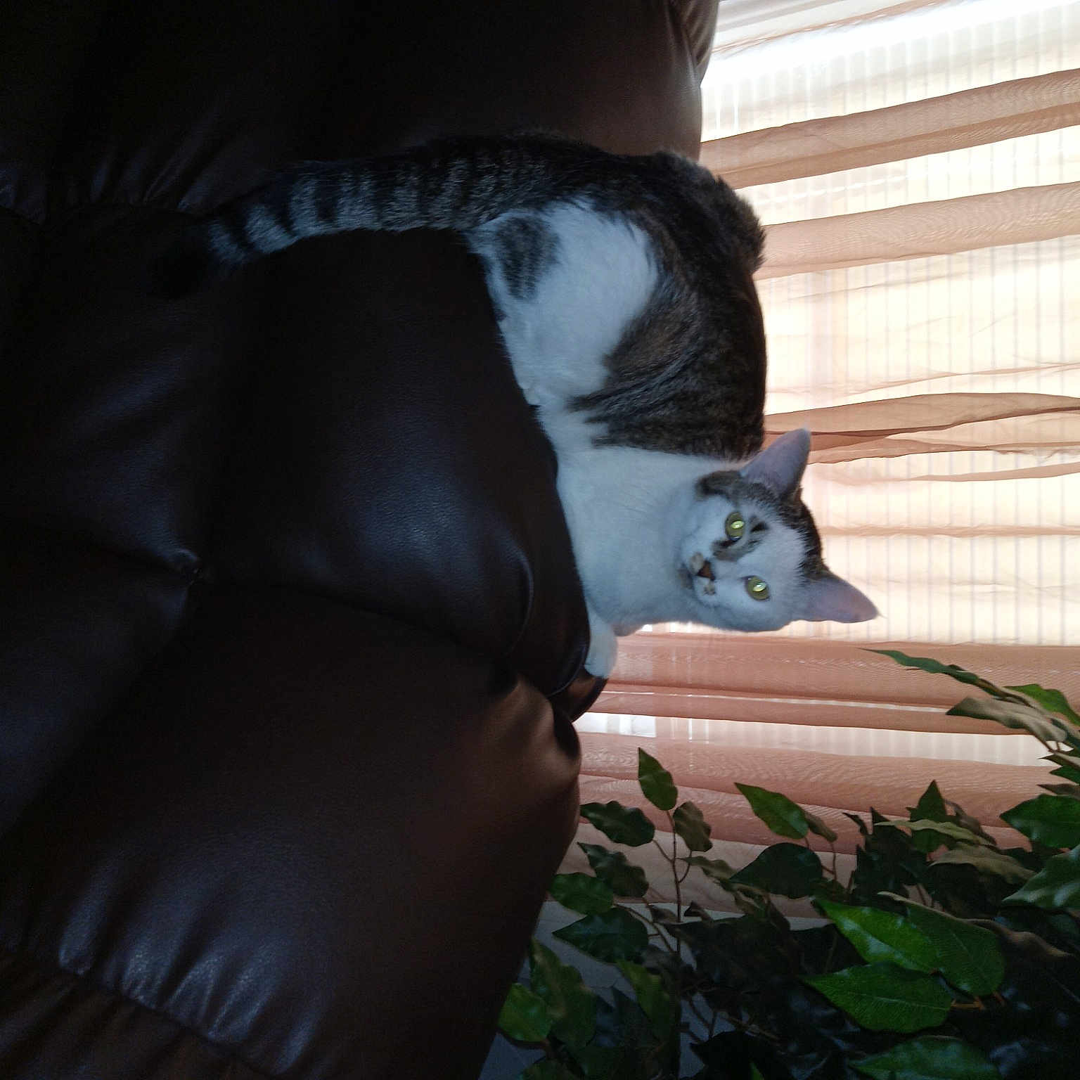 Ziggy
