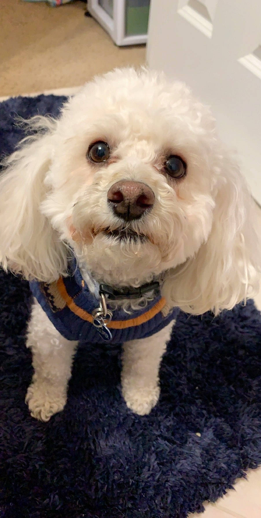 Cooper joined the competition — help win amazing prizes! canidae, carnivore, collar, companion_dog, dog, dog_breed, dog_clothes, dog_collar, dog_supply, fur, labradoodle, maltepoo, shih_poo, small_terrier, snout, sporting_group, terrier, toy_dog, water_dog, working_animal