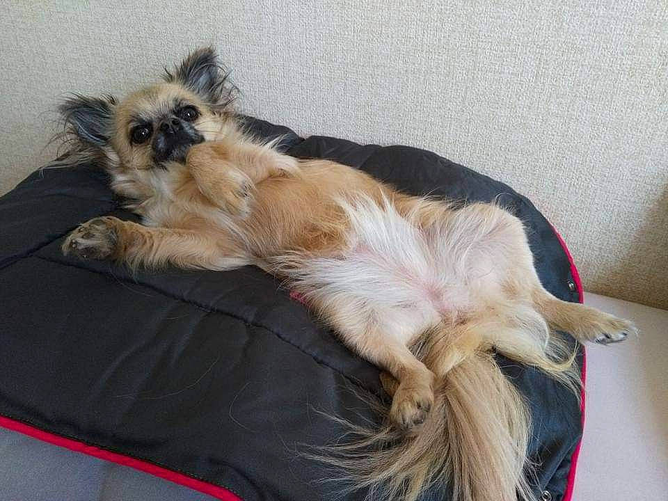 Julia participe au concours pour gagner de l'argent avec cette photo : canidae, carnivore, cat, claw, comfort, companion_dog, dog_breed, fawn, felidae, fur, liver, nap, paw, small_to_medium_sized_cats, sporting_group, tail, whiskers