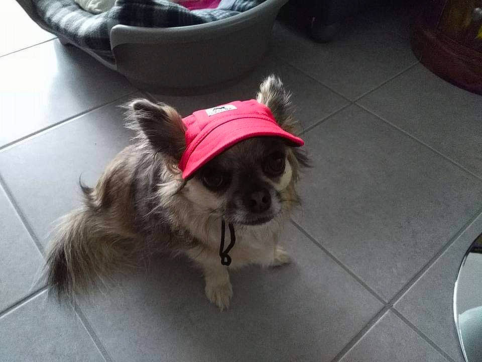 Julia a rejoint le concours — aidez-le/la à gagner de superbes lots ! carnivore, collar, companion_dog, dog, dog_breed, dog_collar, dog_supply, fawn, felidae, floor, flooring, fur, leash, liver, pet_supply, snout, tail, terrier, toy_dog, working_animal