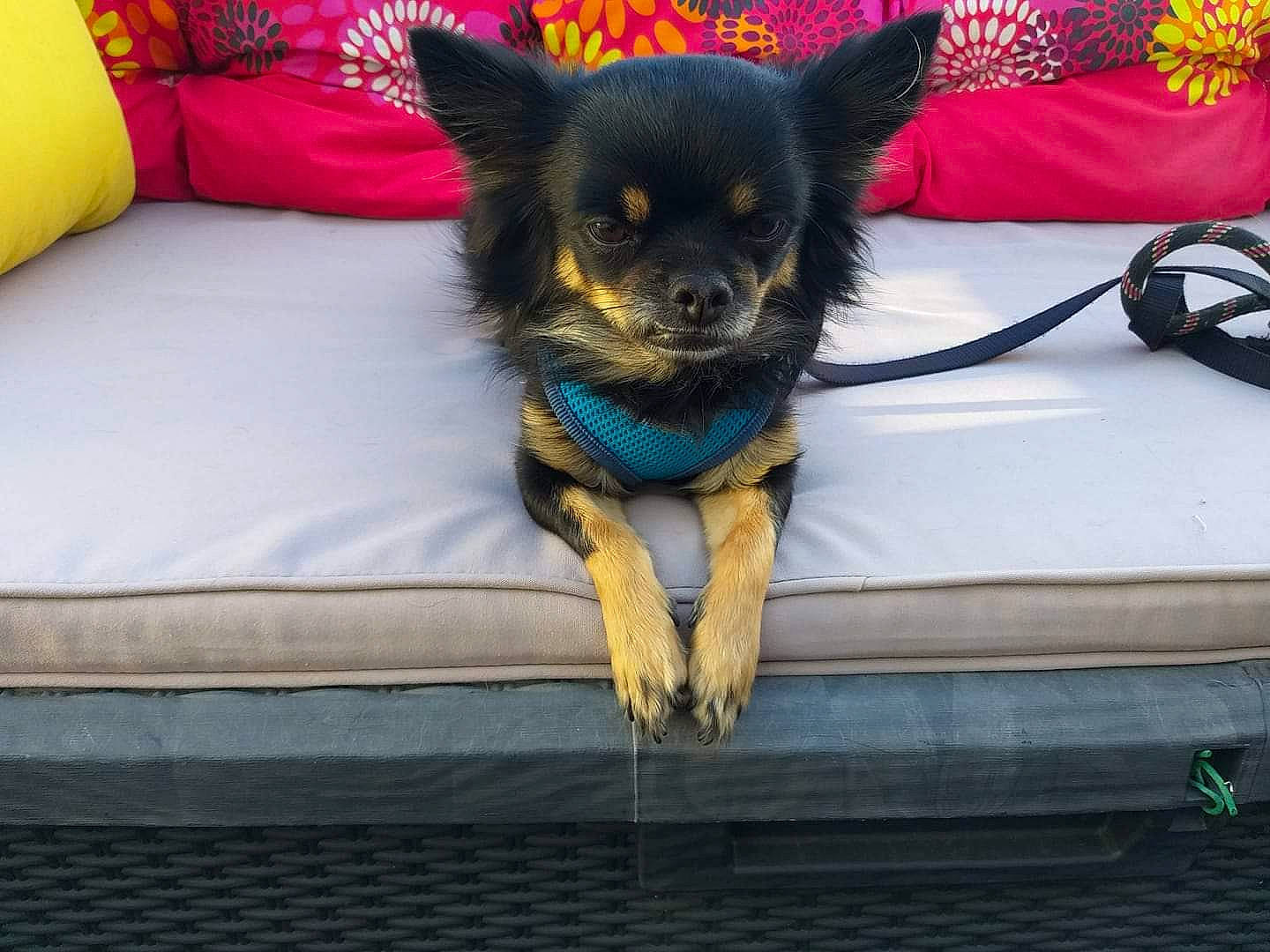 Jazz a rejoint le concours — aidez-le/la à gagner de superbes lots ! canidae, carnivore, collar, comfort, companion_dog, couch, dog, dog_breed, dog_collar, dog_supply, electric_blue, fawn, fur, non_sporting_group, paw, sporting_group, tail, toy_dog, whiskers, working_animal