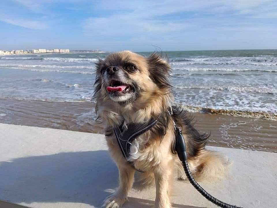 Jazz a rejoint le concours — aidez-le/la à gagner de superbes lots ! beach, canidae, carnivore, cloud, collar, companion_dog, dog, dog_breed, dog_supply, event, fawn, lake, ocean, sky, snout, sporting_group, tail, toy_dog, water, working_animal