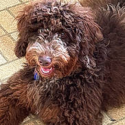 Daisey joined the competition — help win amazing prizes! dog, brown, curly_fur, pet, smiling, lying_down, floor, tile, friendly, happy, animal, canine, closeup, fur, outdoor, companion, domestic, cute, playful, adorable