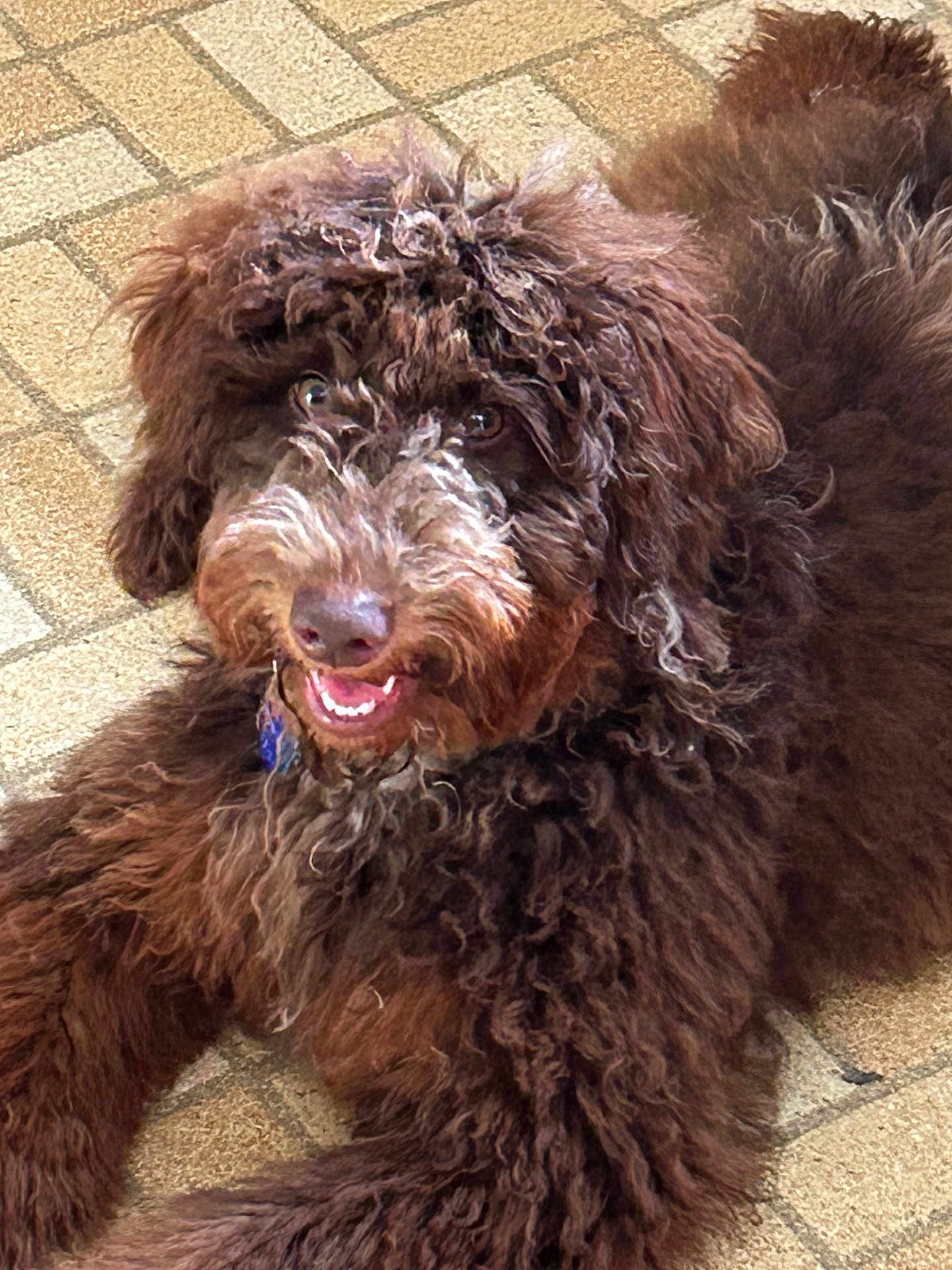 Daisey joined the competition — help win amazing prizes! dog, brown, curly_fur, pet, smiling, lying_down, floor, tile, friendly, happy, animal, canine, closeup, fur, outdoor, companion, domestic, cute, playful, adorable