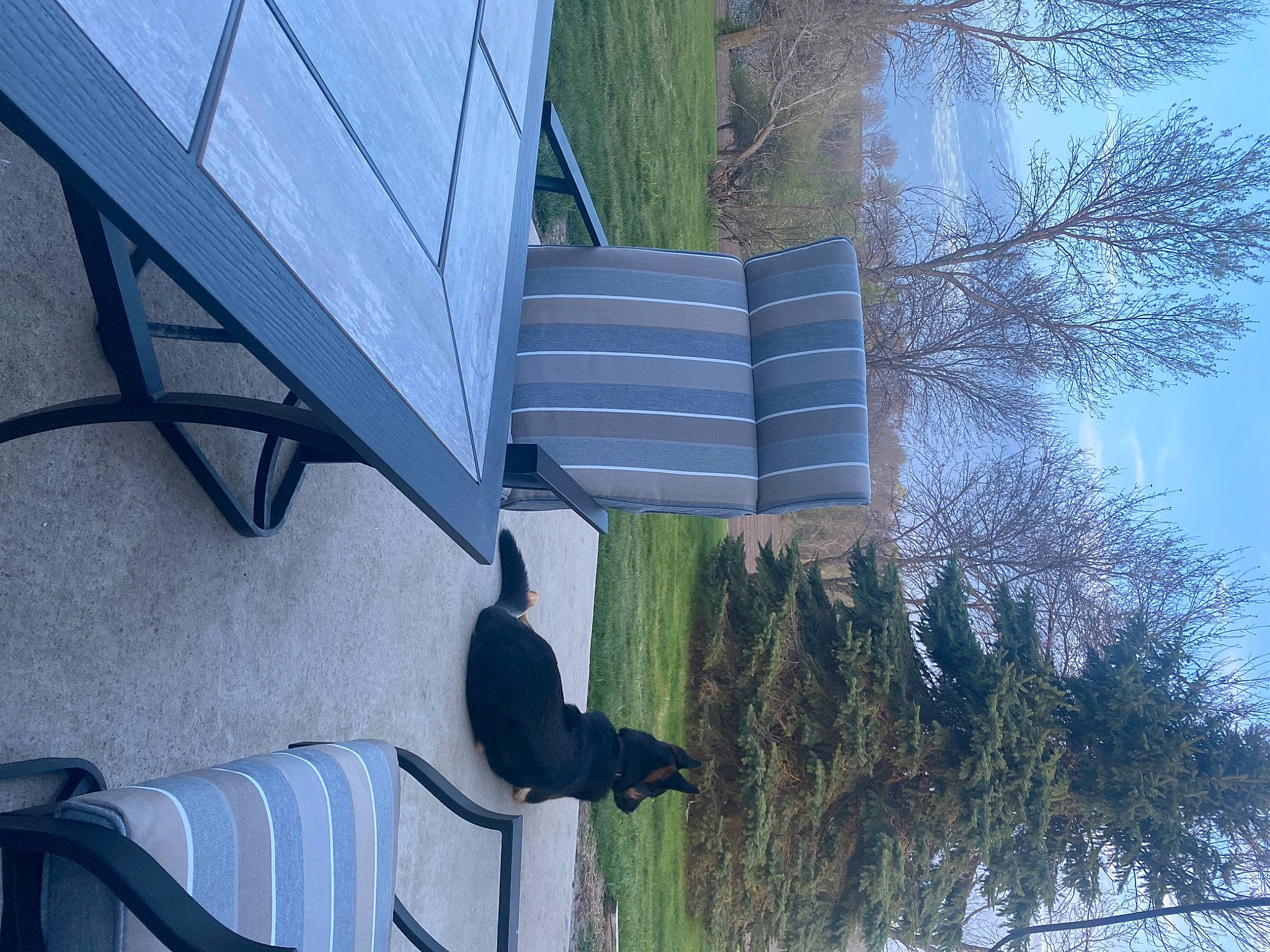 Maxamillion is registered to the contest to win money with this photo: azure, building, daytime, dog, electric_blue, grass, house, light, line, material_property, plant, shade, siding, sky, tints_and_shades, tree, trunk, water, window, wood