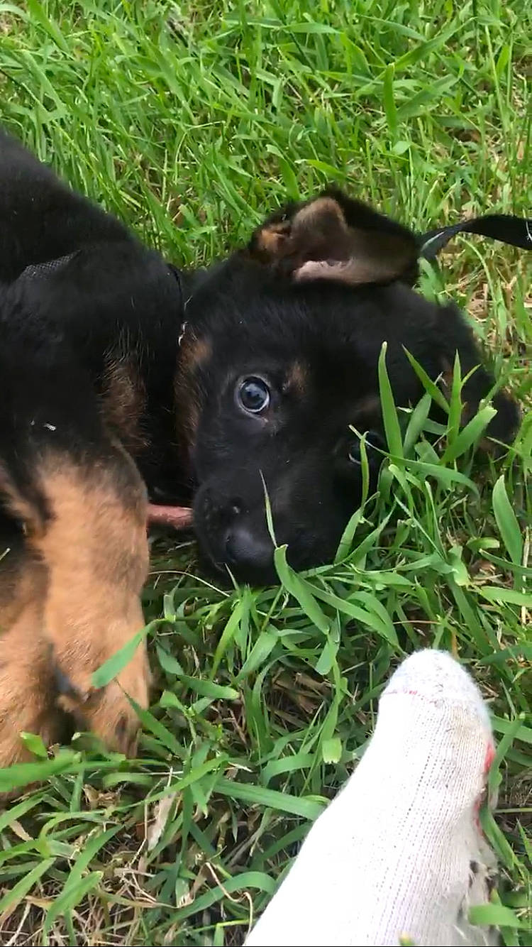 Maxamillion joined the competition — help win amazing prizes! borador, canidae, carnivore, companion_dog, dog, dog_breed, fawn, foot, grass, grassland, groundcover, guard_dog, hunting_dog, liver, non_sporting_group, pasture, plant, terrestrial_animal, whiskers, working_animal