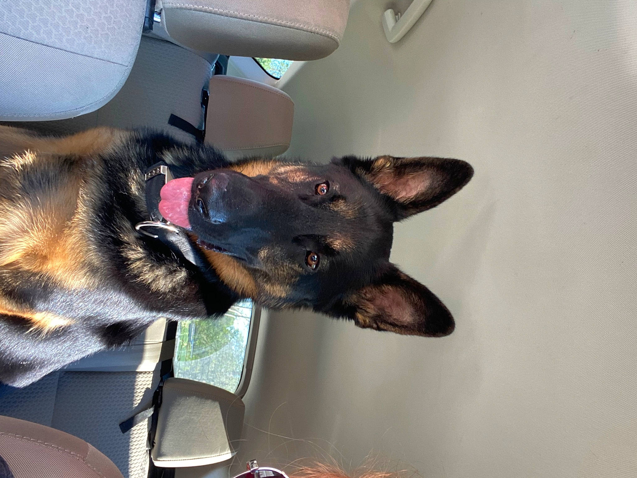 Maxamillion joined the competition — help win amazing prizes! canidae, carnivore, collar, companion_dog, dog, dog_breed, ear, fawn, fur, guard_dog, old_german_shepherd_dog, sporting_group, whiskers, working_animal, working_dog