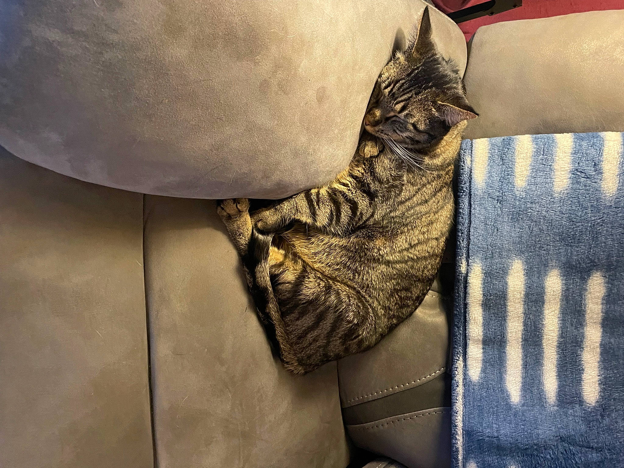 Simon is registered to the contest to win money with this photo: bag, bedding, carnivore, cat, comfort, couch, denim, fawn, felidae, fur, grey, human_leg, linens, pattern, pillow, small_to_medium_sized_cats, tail, thigh, whiskers, wood