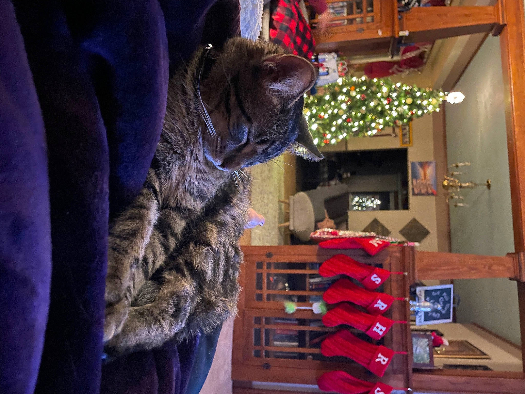 Simon is registered to the contest to win money with this photo: bookcase, event, felidae, fur, fur_clothing, hardwood, holiday, house, room, shelf, shelving, small_to_medium_sized_cats, stuffed_toy, tree, wood