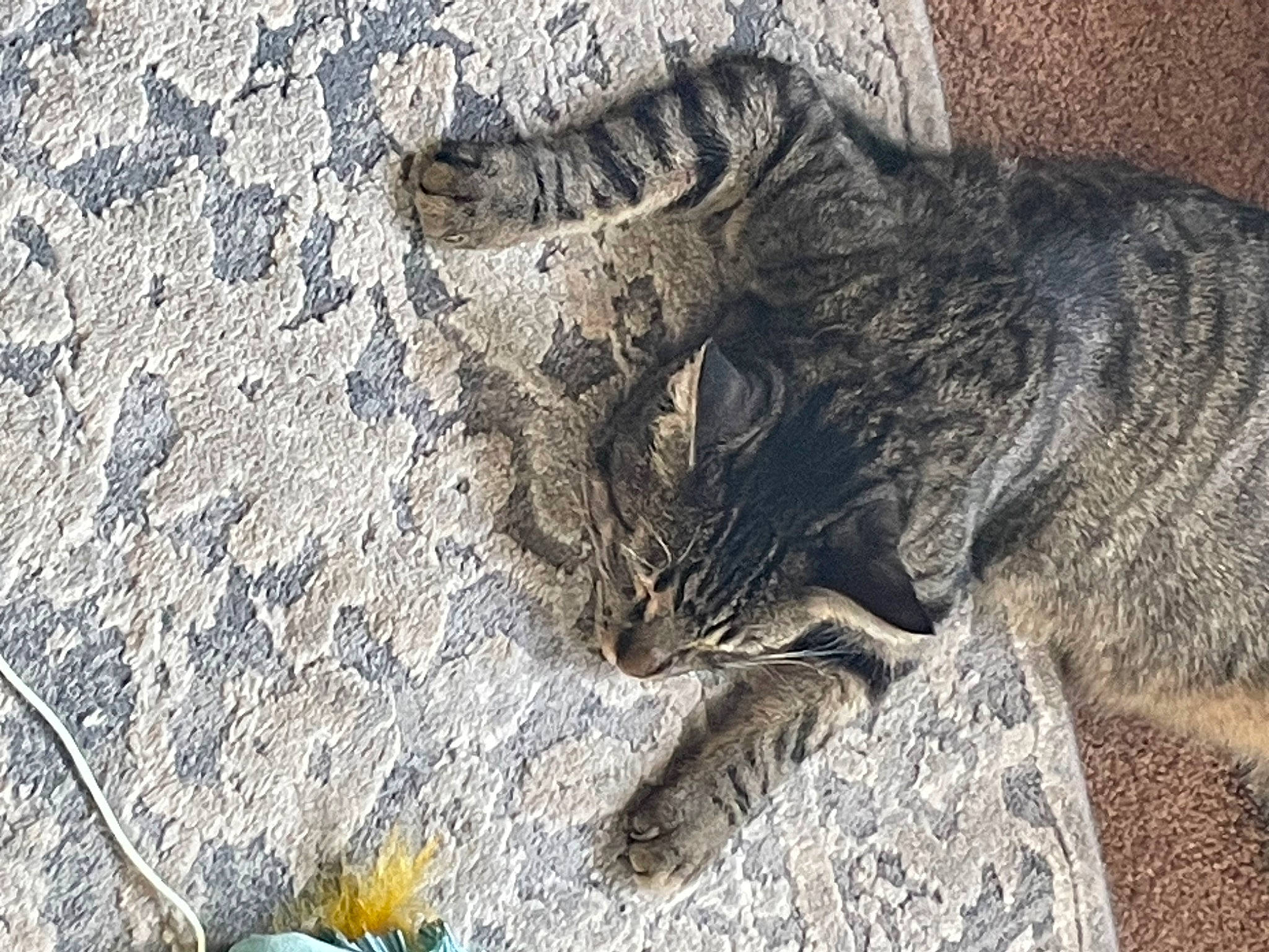 Simon is registered to the contest to win money with this photo: big_cats, carnivore, cat, claw, domestic_short_haired_cat, felidae, foot, fur, grass, grey, human_leg, lynx, paw, small_to_medium_sized_cats, snout, snow_leopard, tail, terrestrial_animal, tree, whiskers