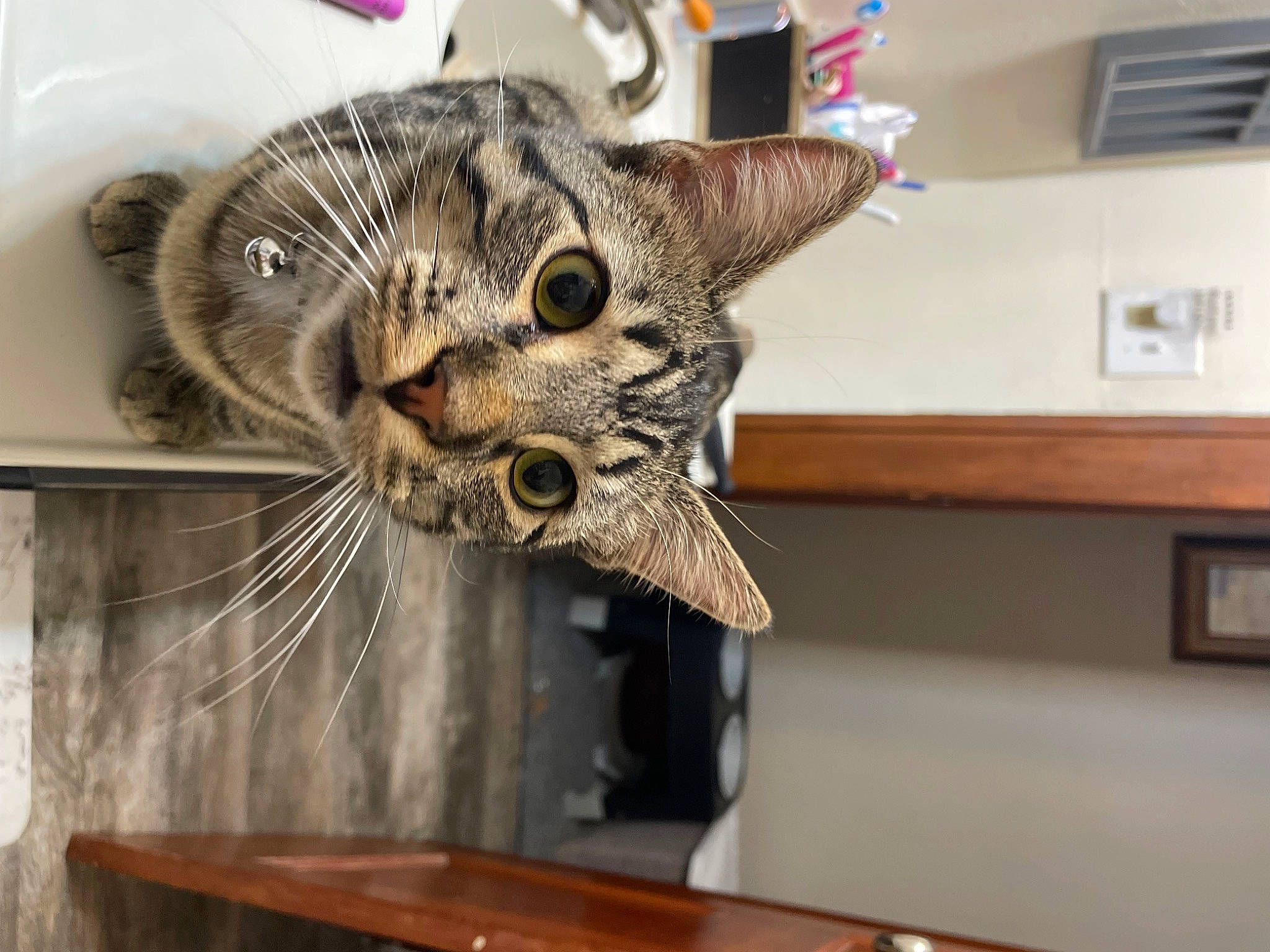 Simon is registered to the contest to win money with this photo: art, carnivore, cat, claw, domestic_short_haired_cat, ear, eyewear, fashion_accessory, felidae, fur, hardwood, metal, plank, small_to_medium_sized_cats, snout, varnish, whiskers, window, wood, wood_stain