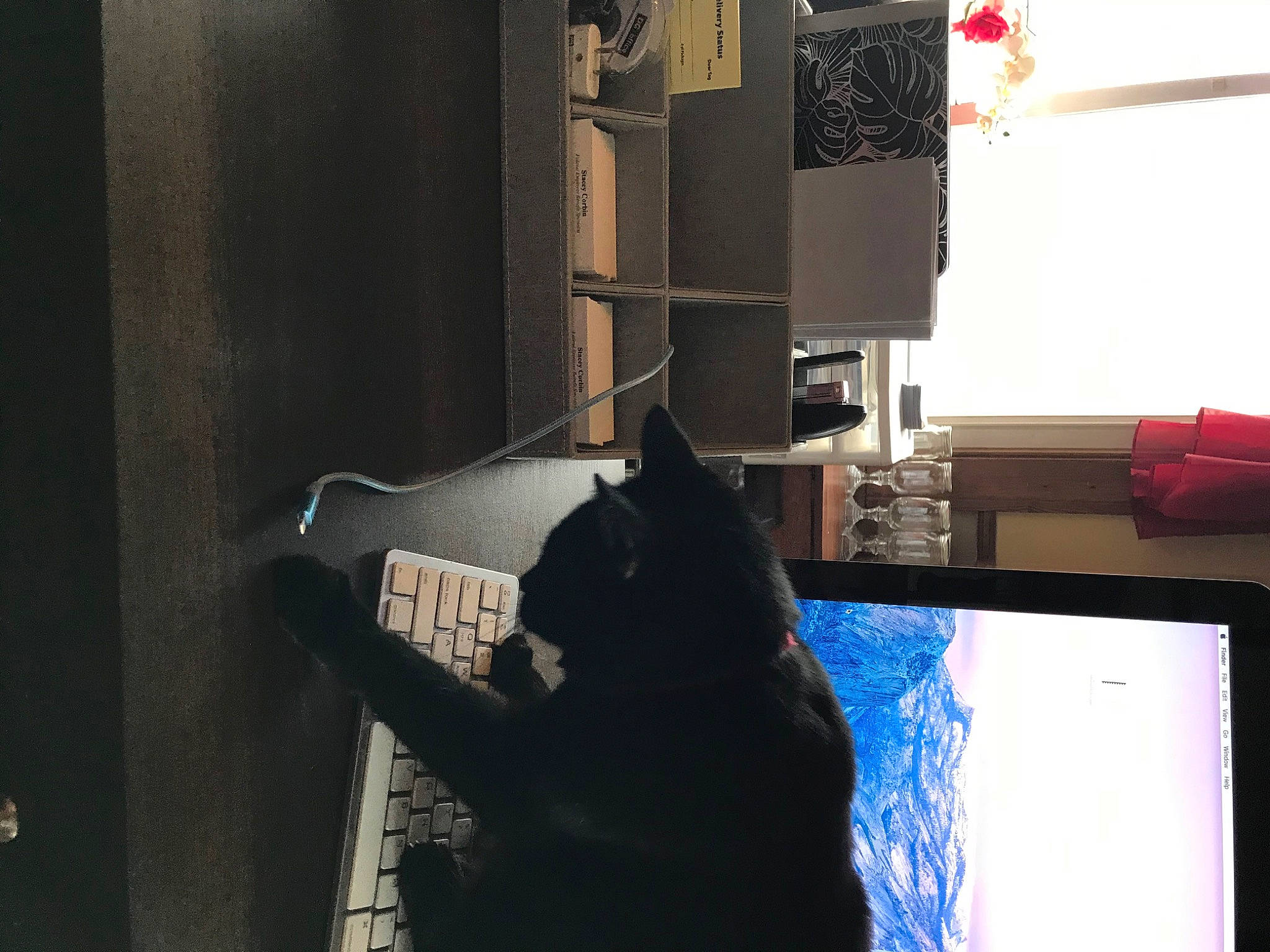 Sheba joined the competition — help win amazing prizes! audio_equipment, carnivore, cat, computer, computer_hardware, computer_monitor, desktop_computer, display_device, felidae, flat_panel_display, gadget, multimedia, output_device, peripheral, personal_computer, room, small_to_medium_sized_cats, television_set, whiskers, window