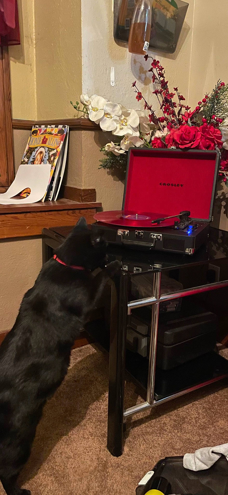 Sheba is registered to the contest to win money with this photo: carnivore, chair, companion_dog, dog, dog_breed, event, floor, flooring, flower, flower_arranging, hardwood, interior_design, picture_frame, plant, room, rose, table, tail, wood, working_animal